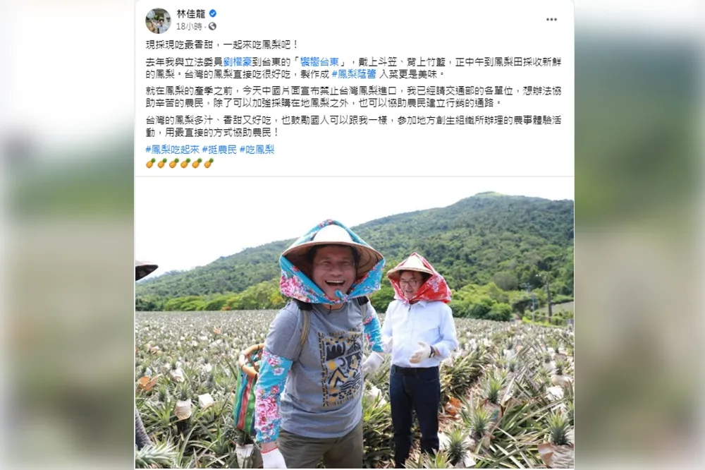 林佳龍推精緻旅遊下鳳梨田採收　力推現採現吃最香甜