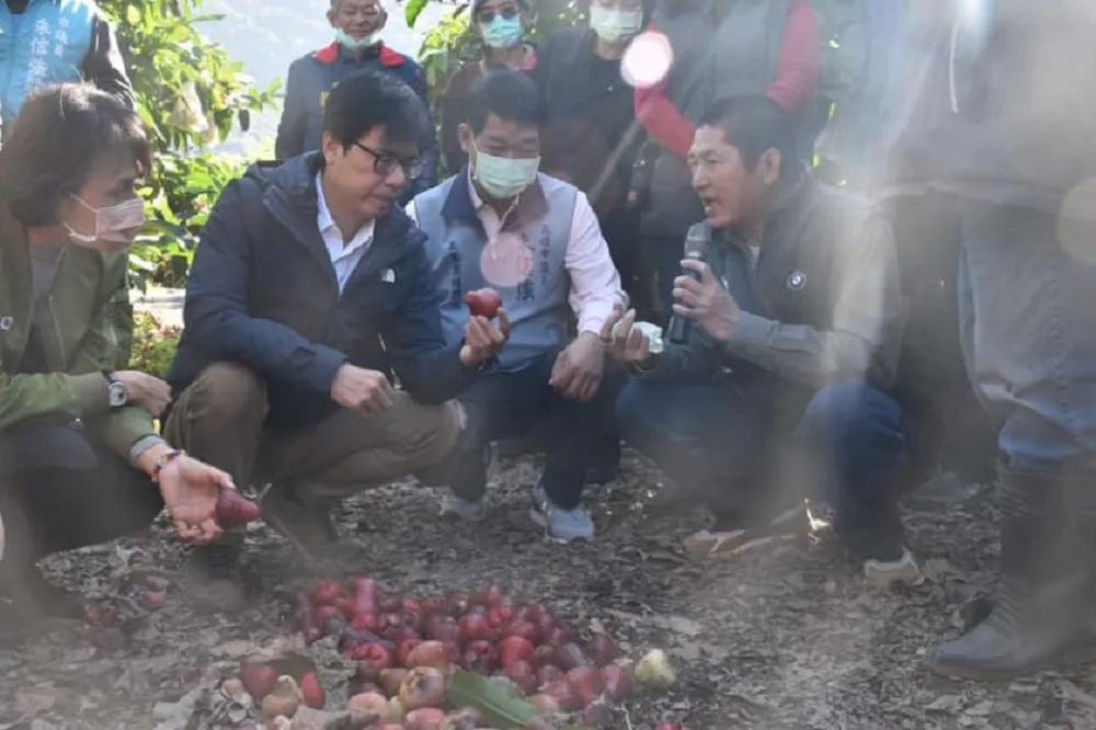 被鳳梨後再「被蓮霧」？　陳吉仲澄清：六龜農會遭中方砍單是個案