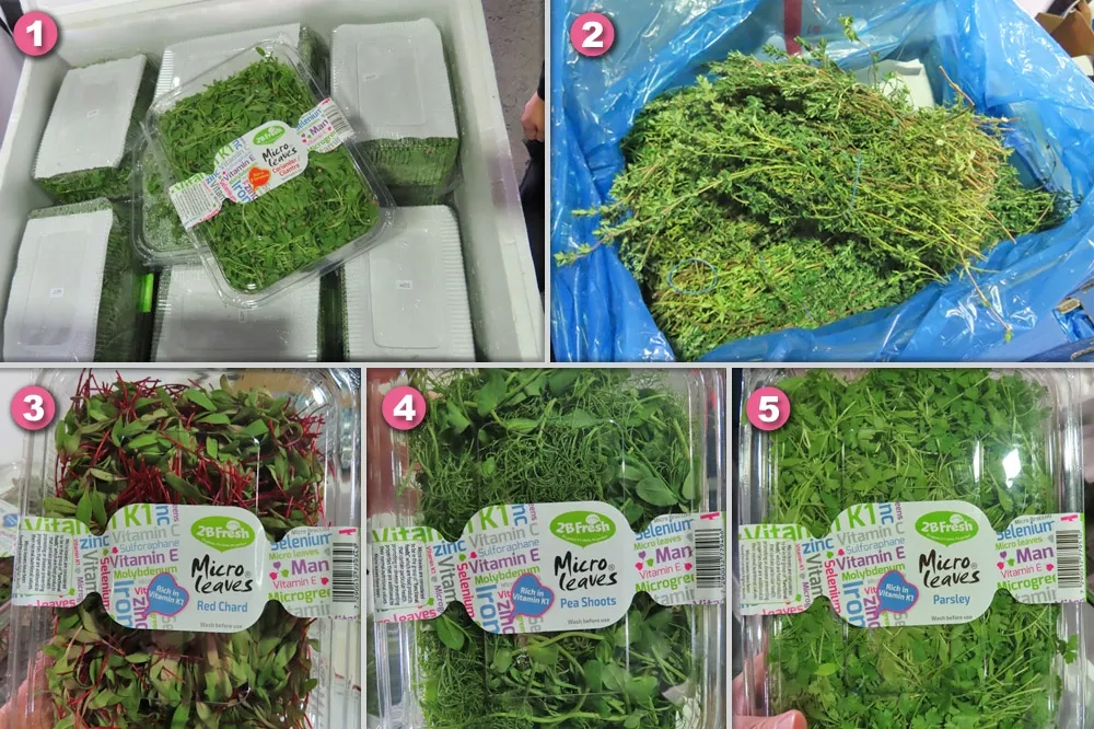 以色列進口豌豆苗等5種蔬香菜　均檢出農藥殘留