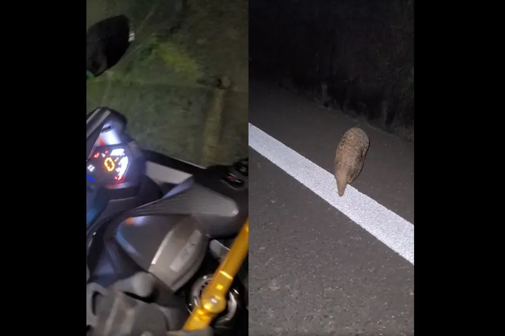 【經典迷因再現】那名男子又遇見他一生中的摯愛　嗚呼！娘子出來看穿山甲