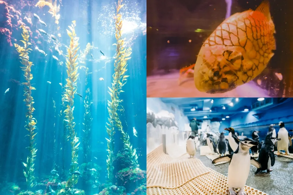 深海裡真的有鳳梨！屏東海生館「世界水域館」日本松毬魚現身超吸睛