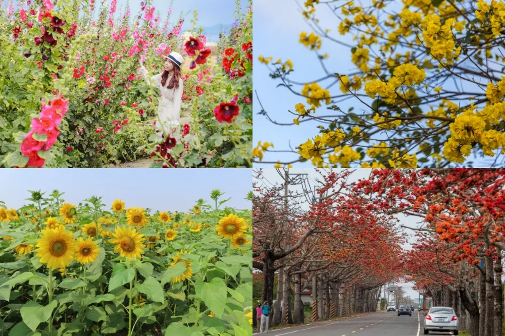 春天就來台南「花」時間！風鈴木、南洋櫻、向日葵　台南 3 月賞花景點攻略懶人包