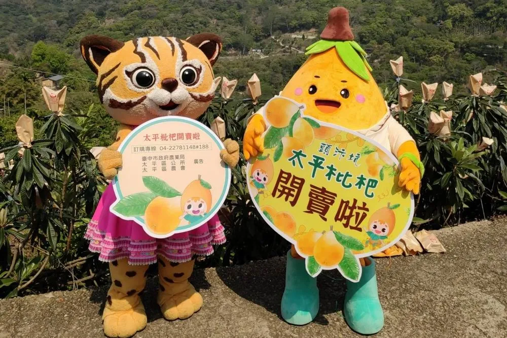 石虎也來太平吃枇杷！石虎家族成枇杷最萌代言人