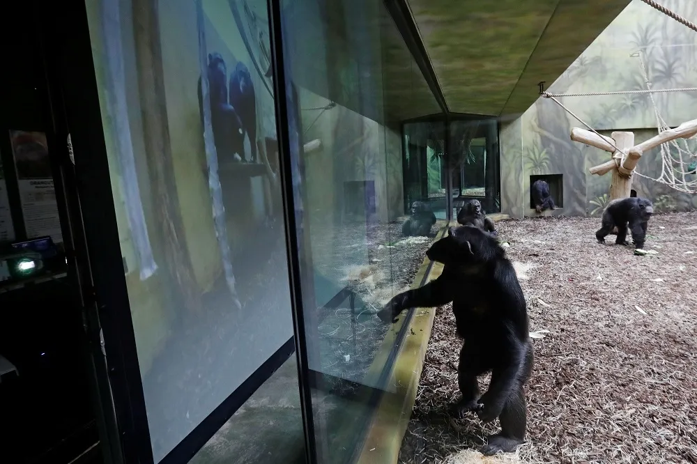 視訊潮燒到動物園　黑猩猩也懂「躺著吃零食」看螢幕