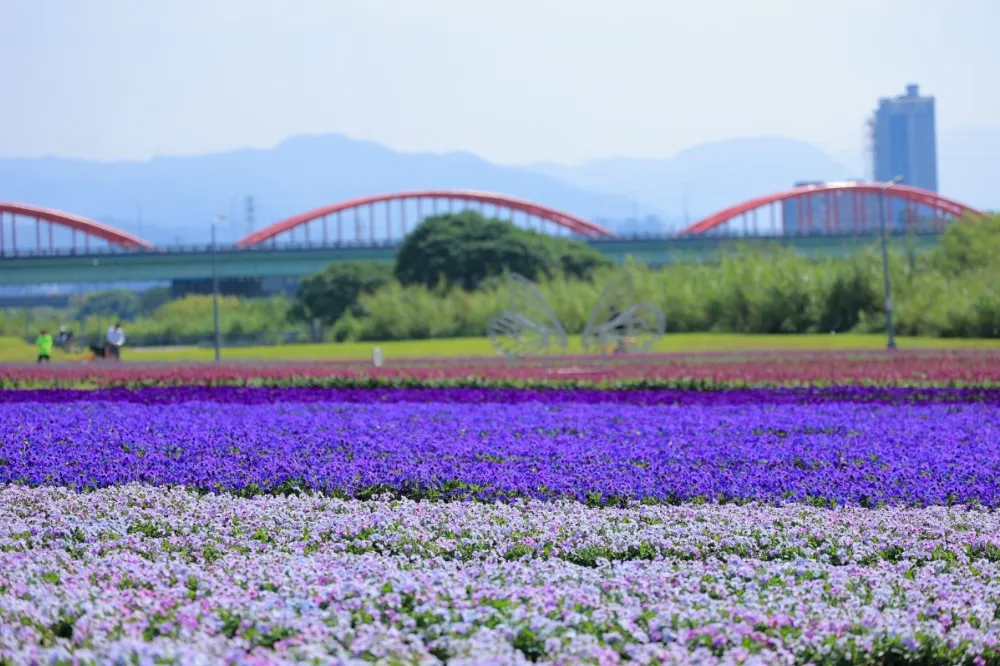 【有片】花季尾聲衝一波！古亭河濱公園絕美紫色漸層花海只到三月下旬