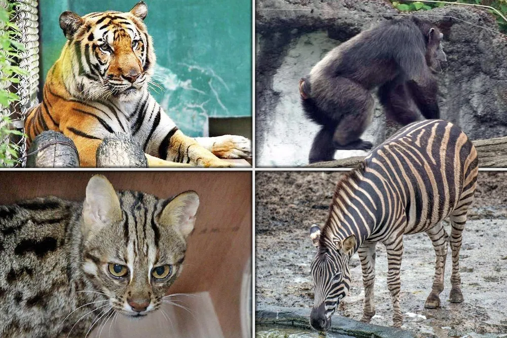 【誰是落跑王】孟加拉虎、斑馬榜上有名　「黑猩猩化身泰山空降遊客區」
