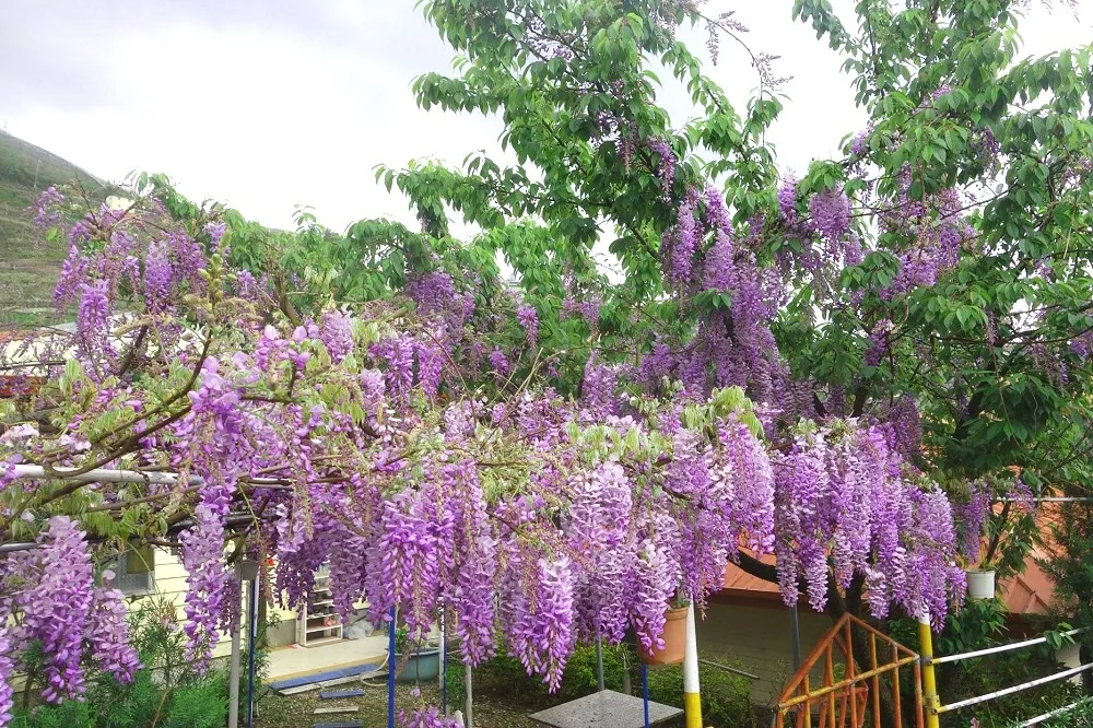 紫藤花接力綻放！台中「紫藤山城」環山部落滿山紫藤預估 3 月底盛開