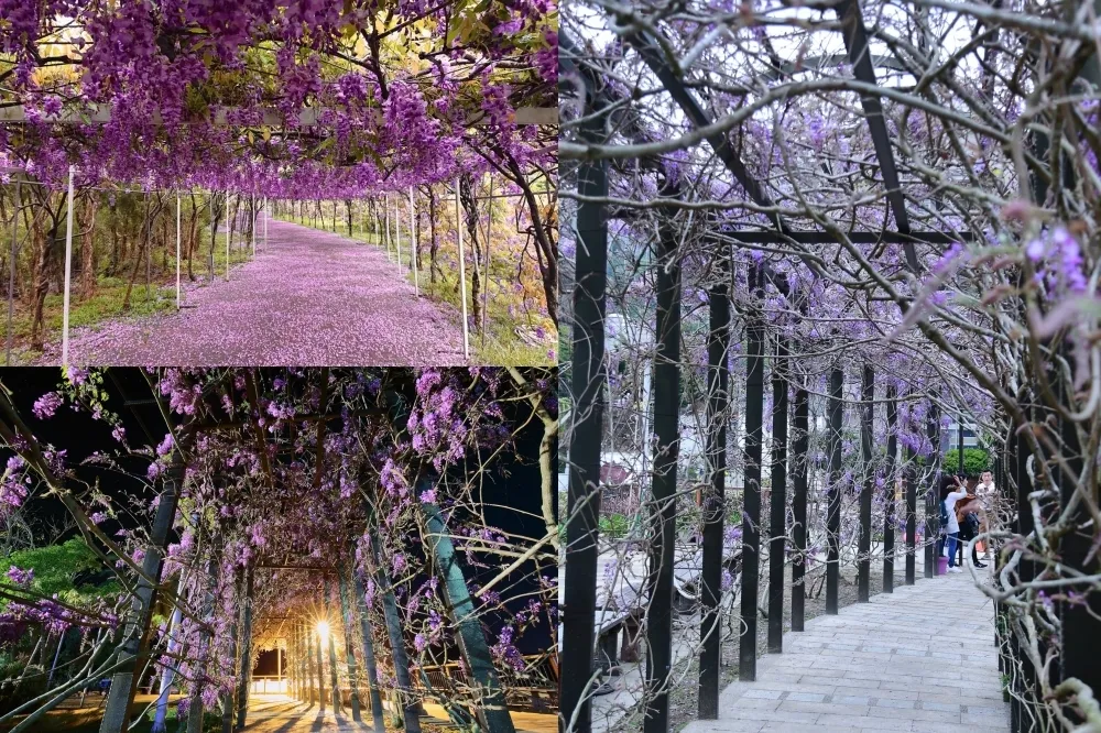 2021 全台 10 大最美紫藤花推薦！花海瀑布、花景隧道　仙氣十足拍照景點一次收