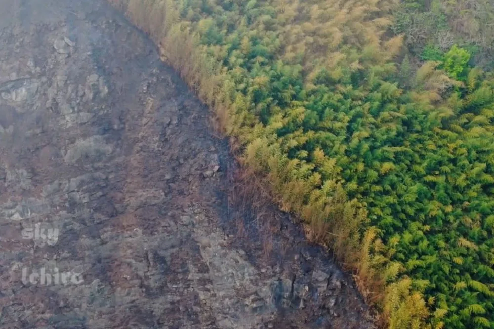 阿里山群木遭無名火狠燒1.6公頃　空拍照揭露山坡焦黑慘況