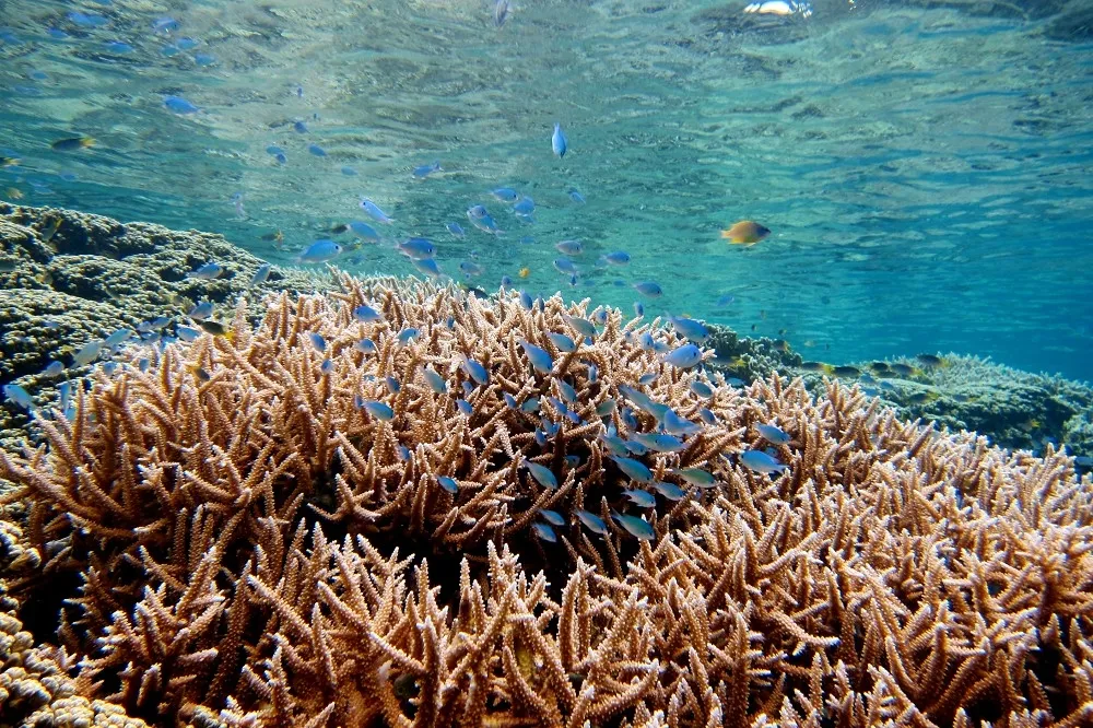 水清、魚多、沒水流！到帛琉潛水拍美照打卡必訪的「珊瑚花園」