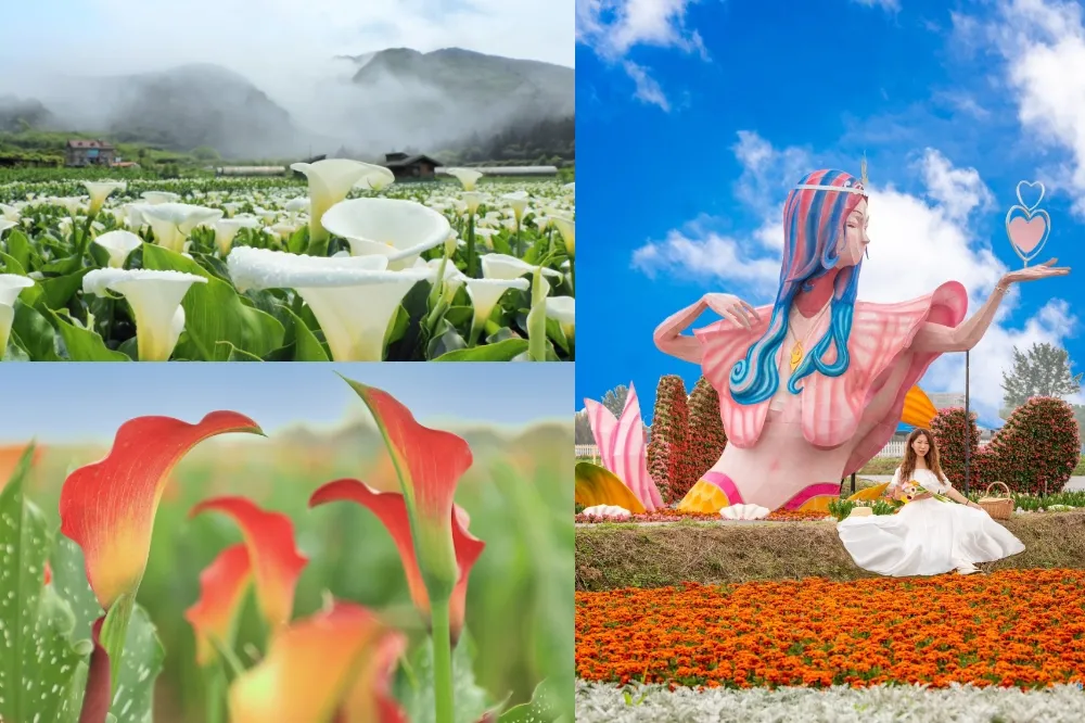 【有片】陽明山竹子湖海芋季、桃園彩色海芋季 3/26、3/27 接力登場！最新花況、交通接駁懶人包