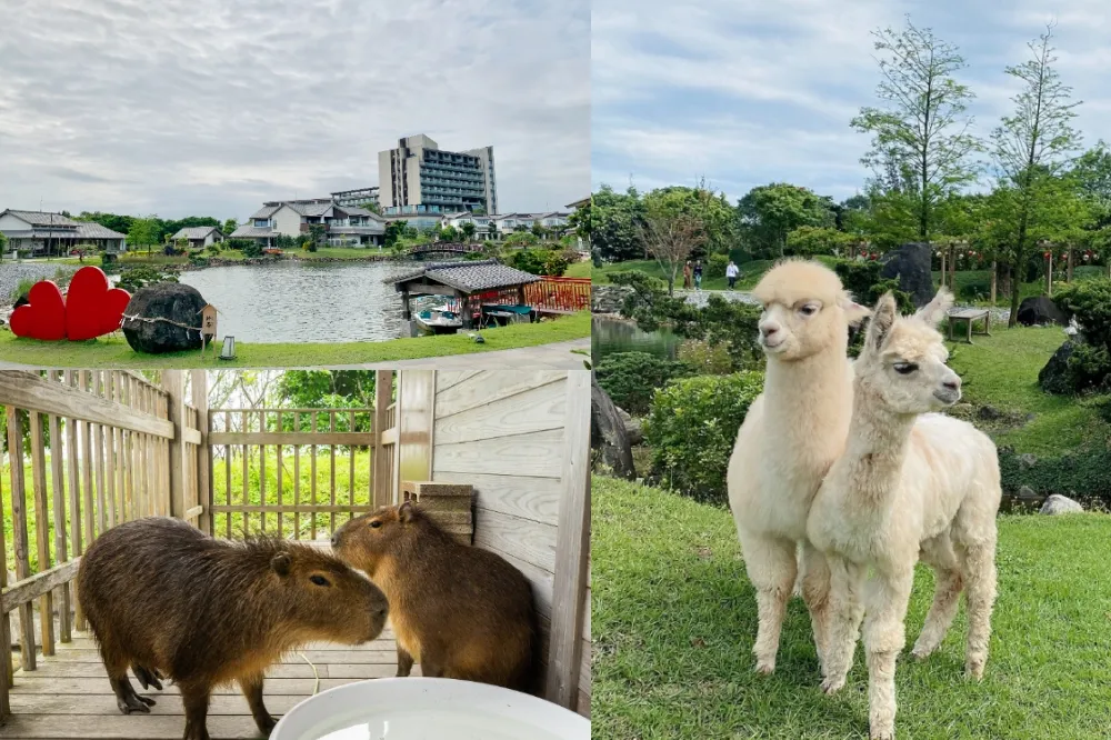 【有片】東部第一家有動物的飯店！宜蘭綠舞歡慶三週年　超萌「水豚」、「羊駝」進駐園區