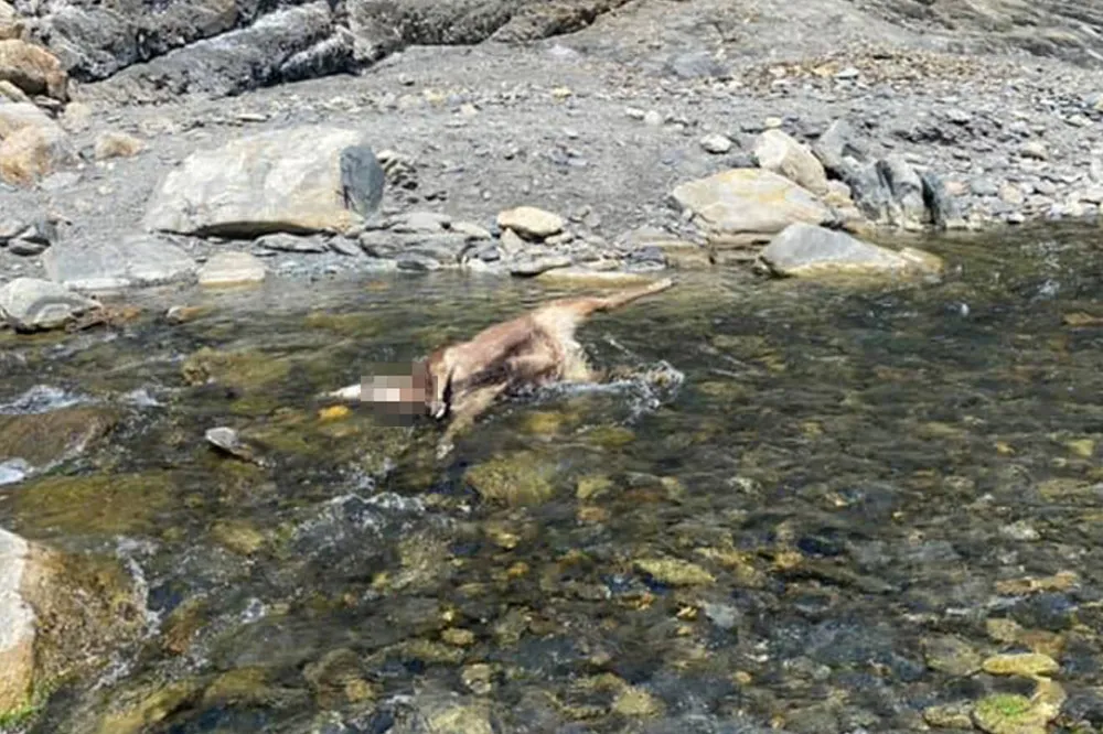 丹大野溪驚見8隻水鹿無頭屍　獵人噴紅漆「到此一遊」被肉搜