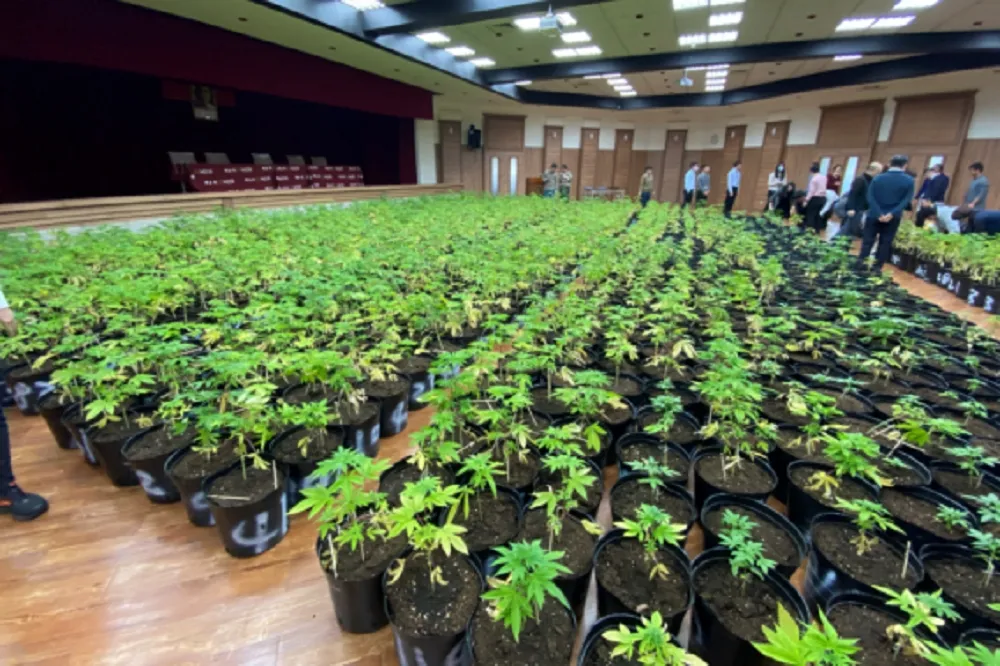 【剷平山頭爽種】新竹破獲1608株大麻農場「市價5億」　男施肥秒被捕