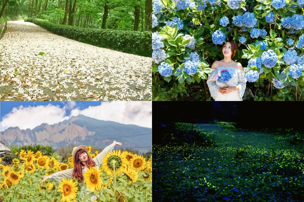 【五月賞花指南】加碼「陸地版藍眼淚」！陽明山高家繡球花田、苗栗油桐花步道、台中向日葵花海　