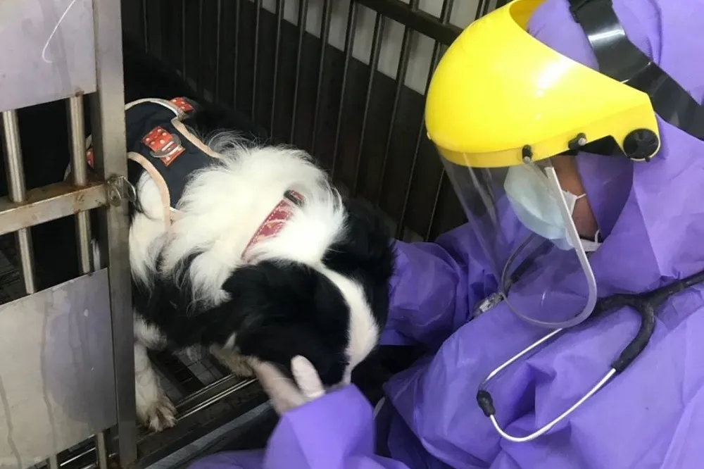 【確診者愛犬】新北動保處帶回安置　無發燒、無呼吸道症狀活動力良好