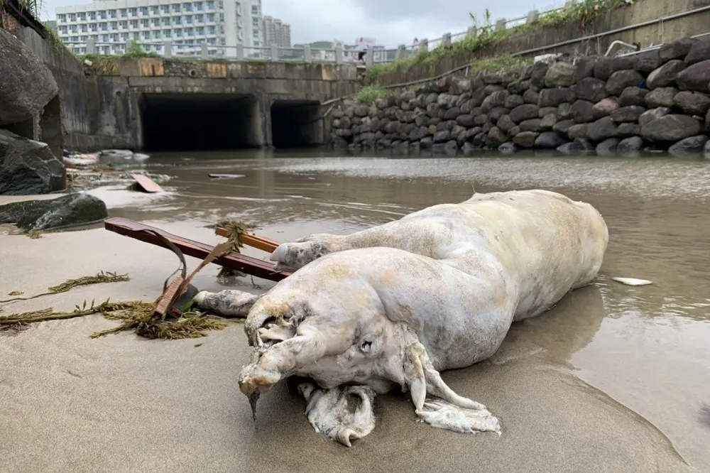 第16例！金門海漂豬確診「非洲豬瘟」　即起暫停豬隻、產品輸台1周