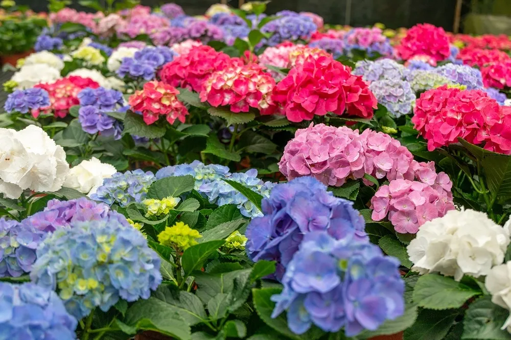 【有片】賞花還能抽全聯禮券！首屆「桃園繡球花季」5/8 登場　賞花地圖、交通接駁懶人包