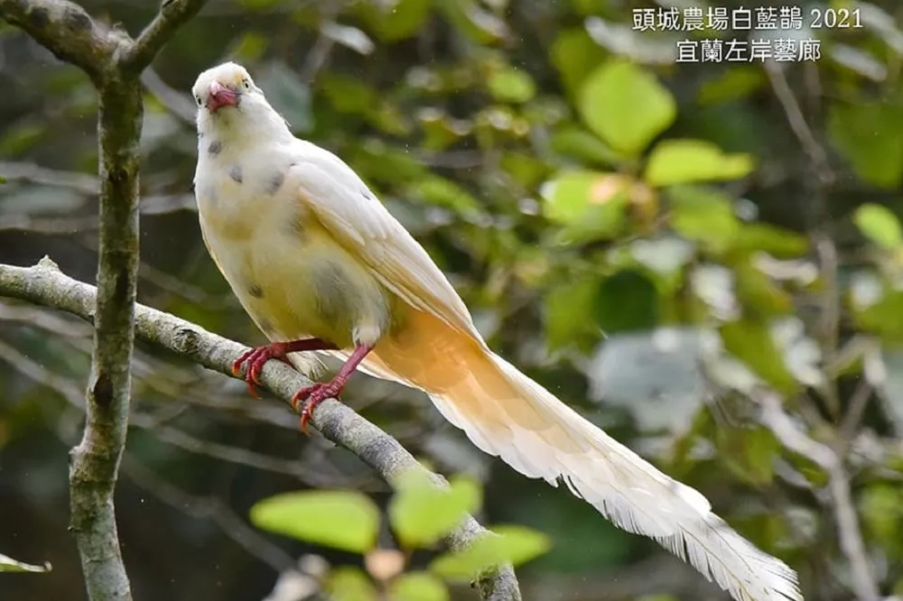 「世界獨一無二」白化藍鵲開始育雛　今年生養幾隻小藍鵲尚未揭曉
