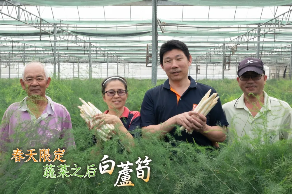 【影片】重現雲林蘆筍榮光！春季限定的蔬菜之后—白蘆筍：產地篇