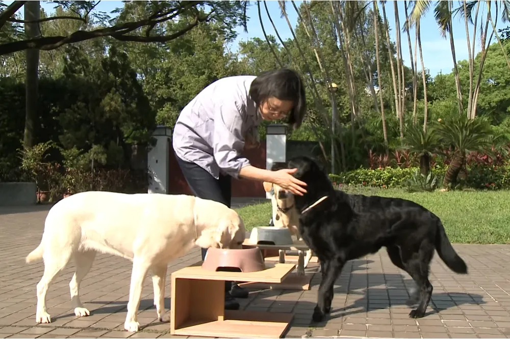 【疫情攻陷總統官邸】照顧退役工作犬志工確診　蔡英文檢測呈陰性