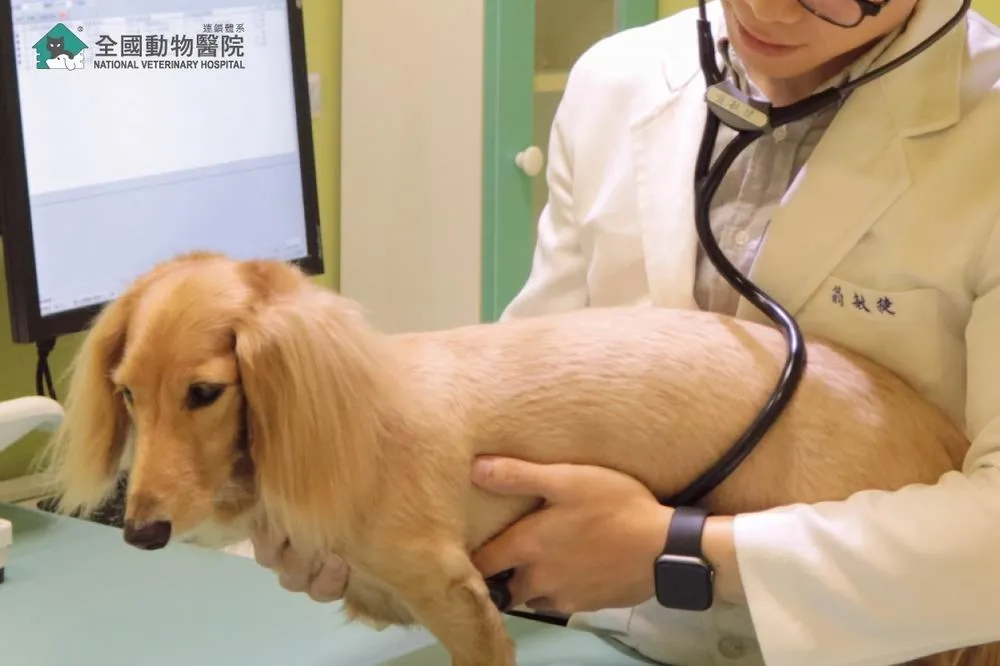 疫情升溫　飼主與毛小孩也要配合防疫