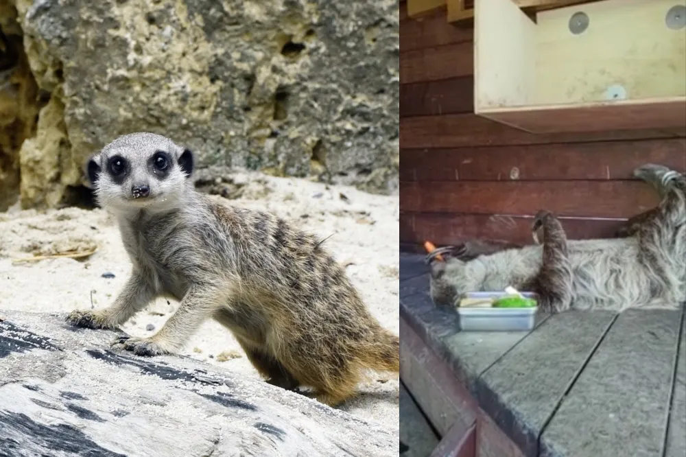 高雄壽山動物園推「在家看療癒動物」　網友見樹懶直呼：像極了防疫的我