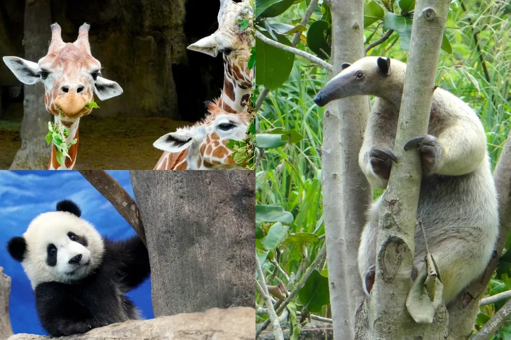 「沒”人”氣動物園」開播！不能逛動物園也能線上直擊大貓熊、長頸鹿超萌吃播秀