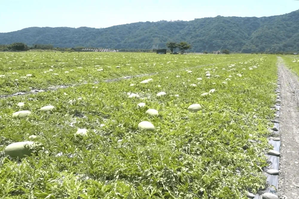 【有片】無水質汙染又有好空氣　花蓮大西瓜吃出沙脆甜超高品質