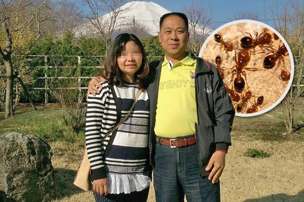 疑遭紅火蟻咬　淡水區漁會理事長休克倒地不治