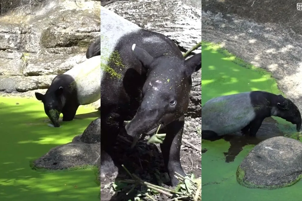 「沒人氣動物園」吃播秀 Ep.7　跟著「貘豆」玩水消暑好療癒  