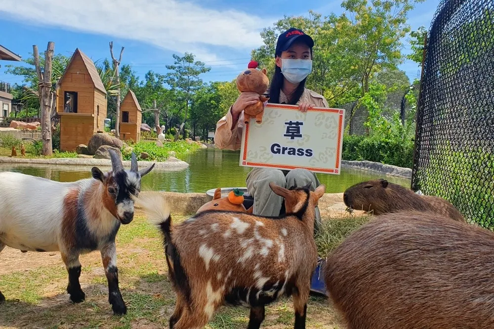 【有片】六福村動物園休園不休息！保育員轉當網紅推出線上直播　白犀牛、孟加拉虎搶當網路新星