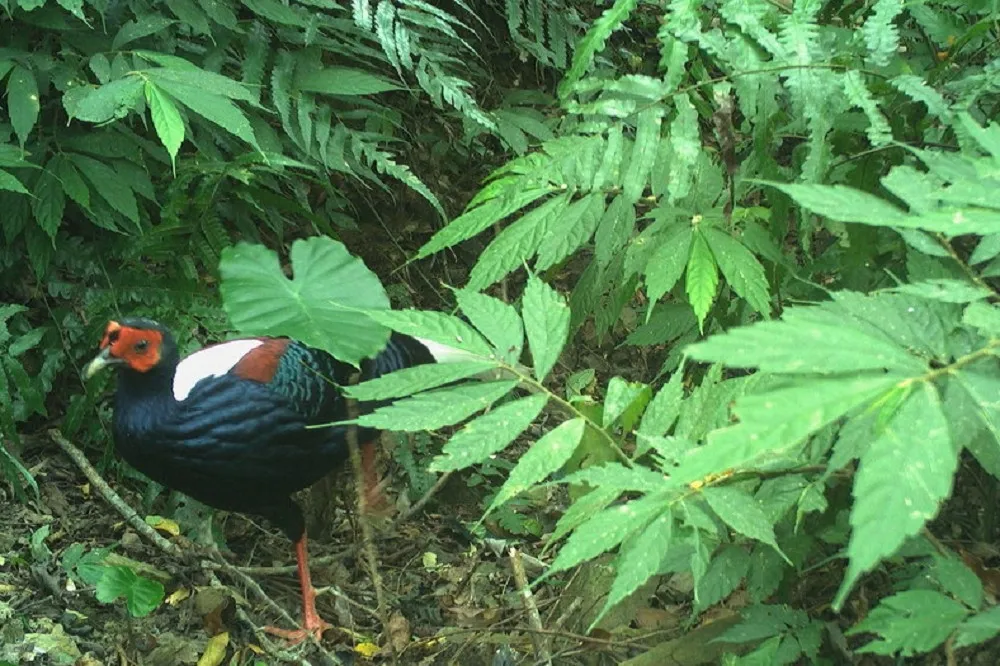 【鳥兒探頭】三級警戒樂到帝雉、松鴉！　森林遊樂區持續休園「動物嗨開趴」