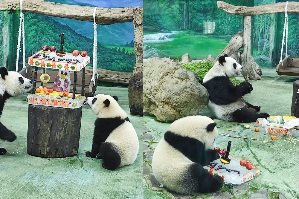 1歲生日趴線上過！　「圓寶」抓周萌樣北市動物園直播