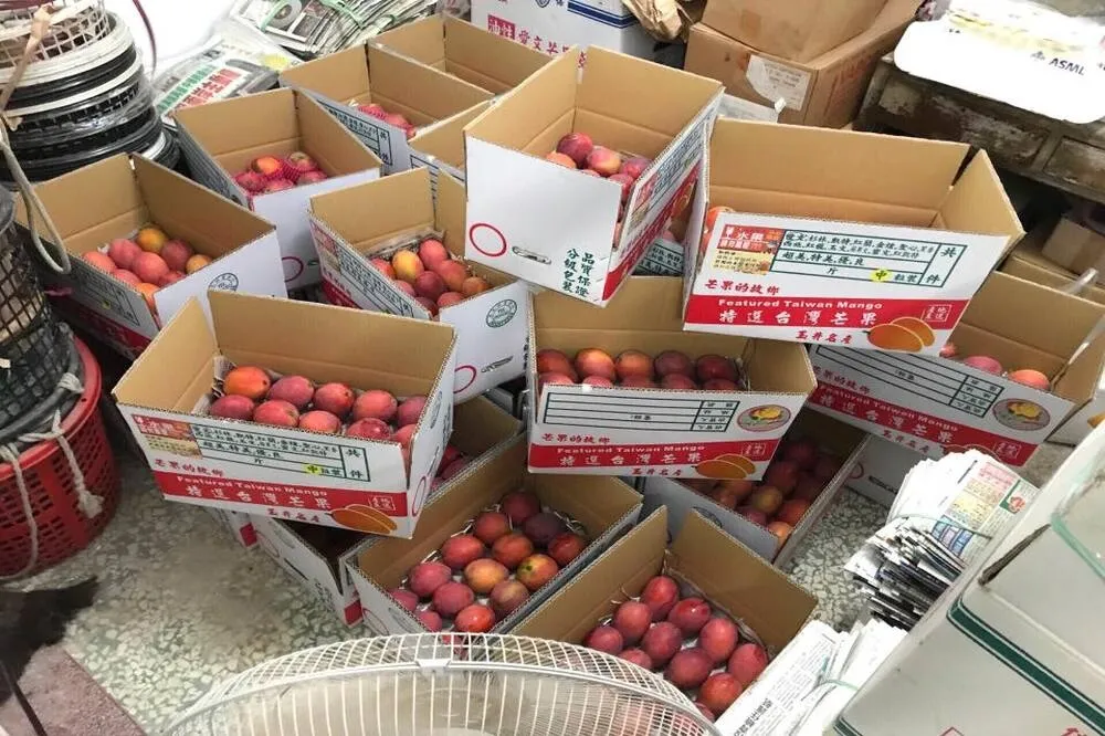挺屏農「芒」出貨　高市議員揪團買芒果直送日本致謝