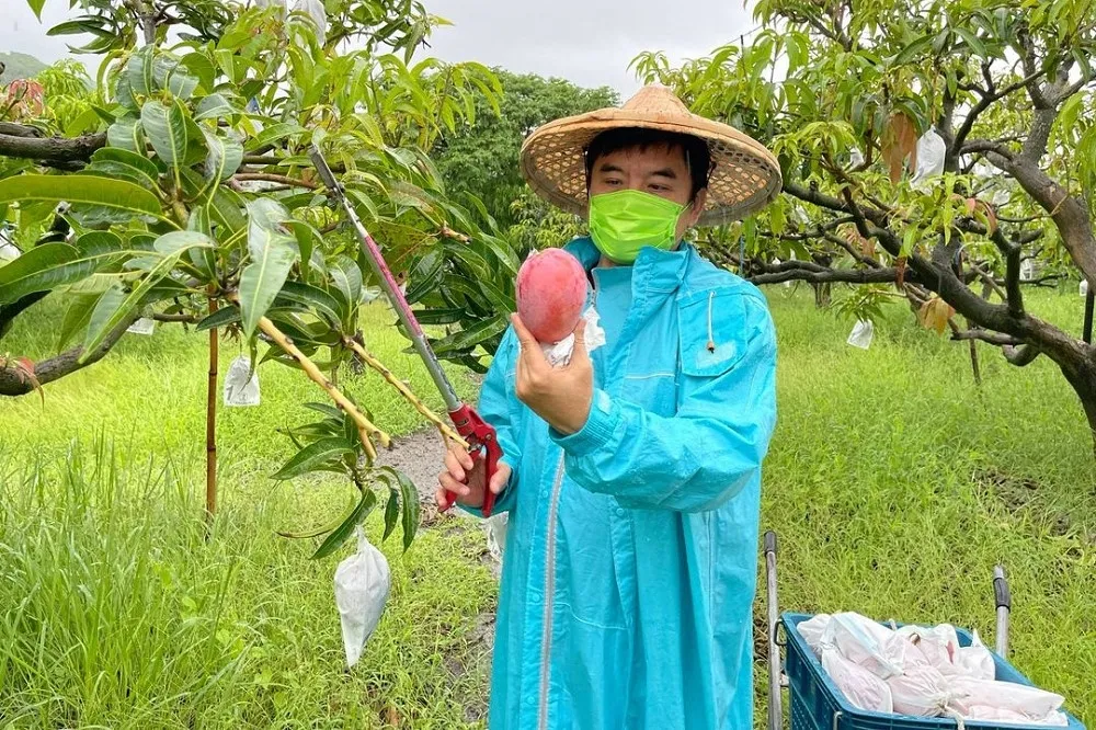 擊退Delta污名！莊瑞雄狂發文大讚屏東芒果　小英之友會買千箱力挺