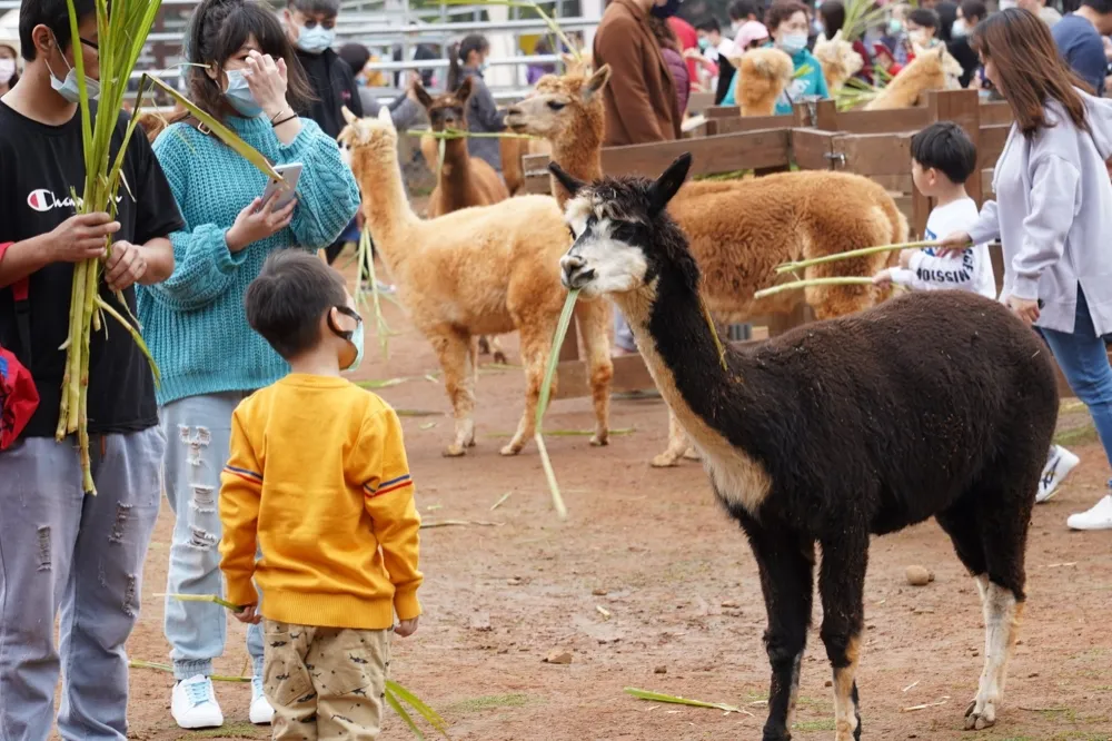 盤點桃園景點微解封　小人國、埔心農場將開放、虎頭山再等等