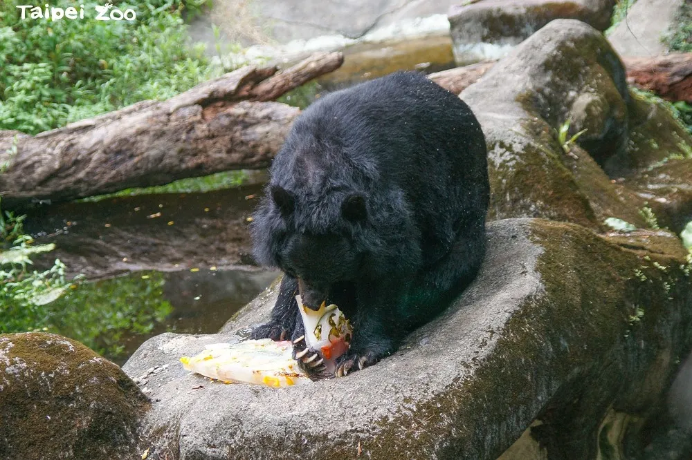 動物園特製繽紛國旗冰棒　亞洲黑熊老少消暑吃冰超可愛