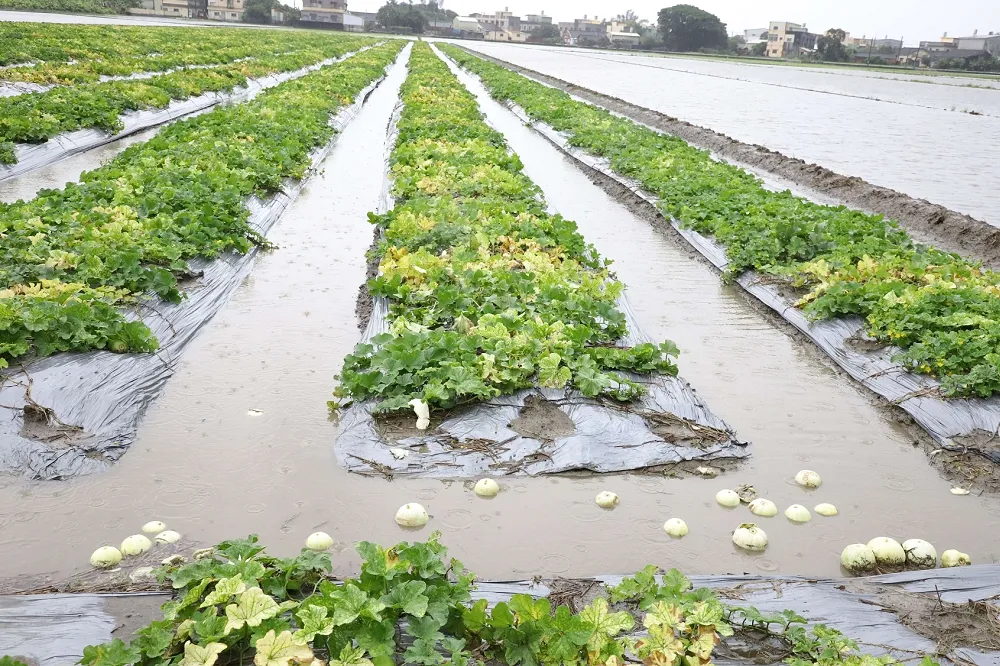 盧碧颱風再回頭直撲北台灣　父親節白天西半部嚴防強降雨