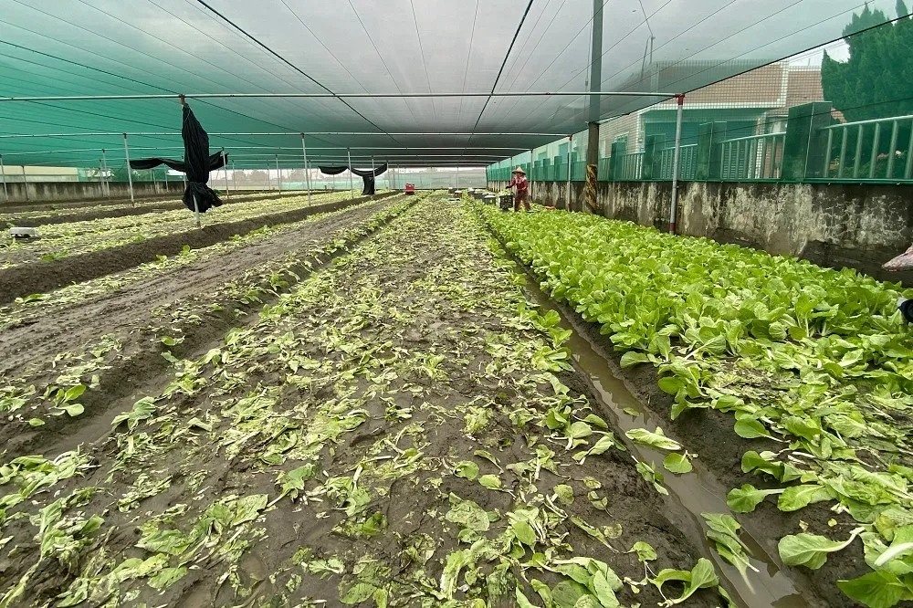 【暴雨襲台】農損達2.4億元！蔡英文赴雲嘉勘災　彰化以南7縣市擴大農業補助