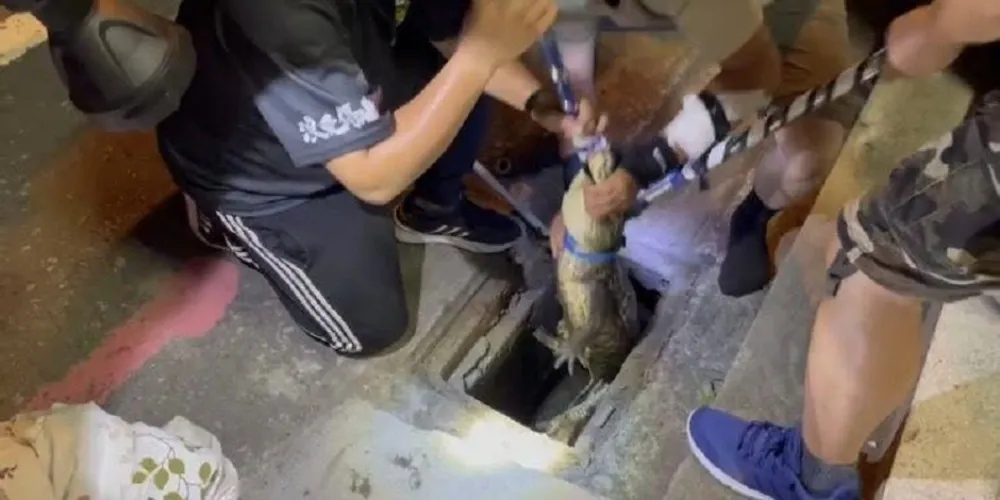 小鱷魚離家亂晃2天嚇壞人　原來牠學忍者龜神隱地下排水溝內 