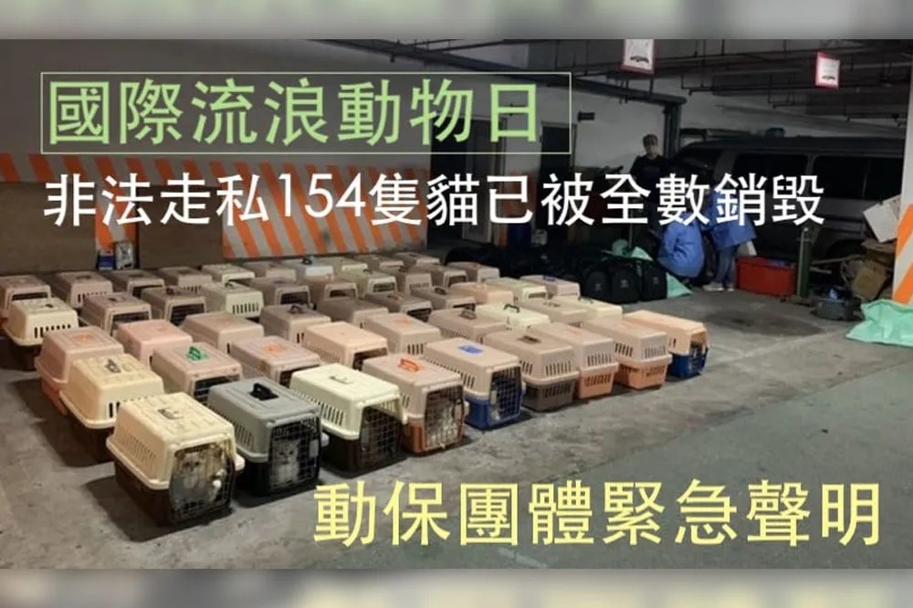 【撲殺走私貓】流浪動物日行刑「太諷刺」　動保團心碎：人類欠動物太多了