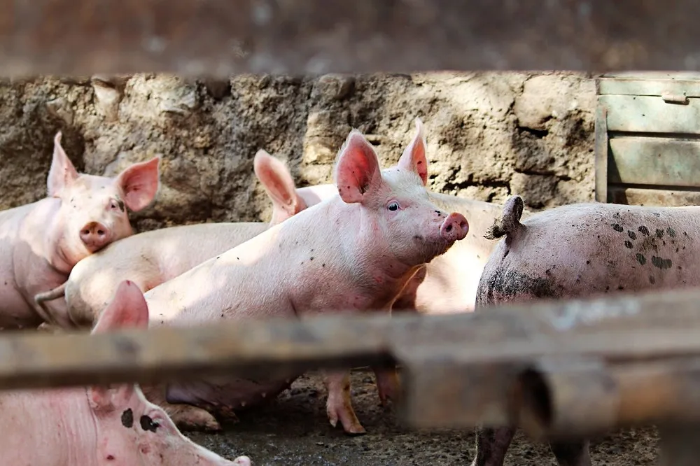 【非洲豬瘟肉流市面】南投查獲8公斤越南「毒肉鬆」　環保署籲：不明肉品勿丟廚餘