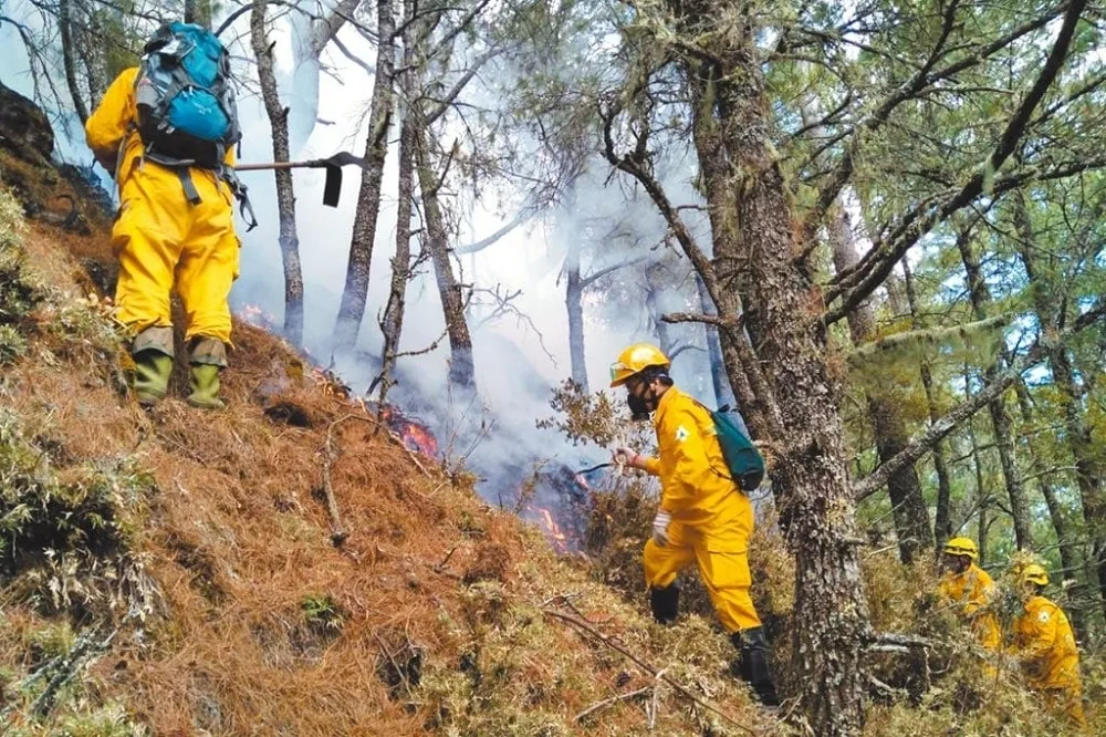 史上最高！NCC前專委火燒玉山遭停職　林務局還要求償2.2億元