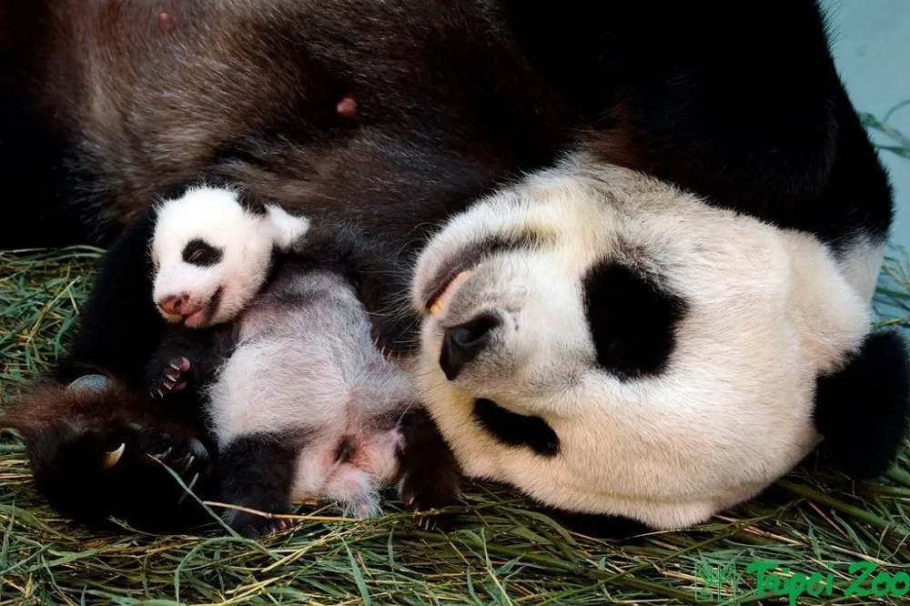 大小朋友衝一波　北市動物園貓熊、無尾熊、企鵝等4館28日開放