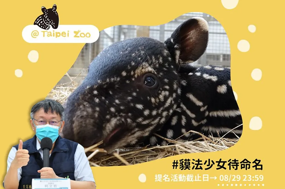 卡哇伊！動物園馬來膜寶寶命名　柯文哲參一腳取「葉克貘」