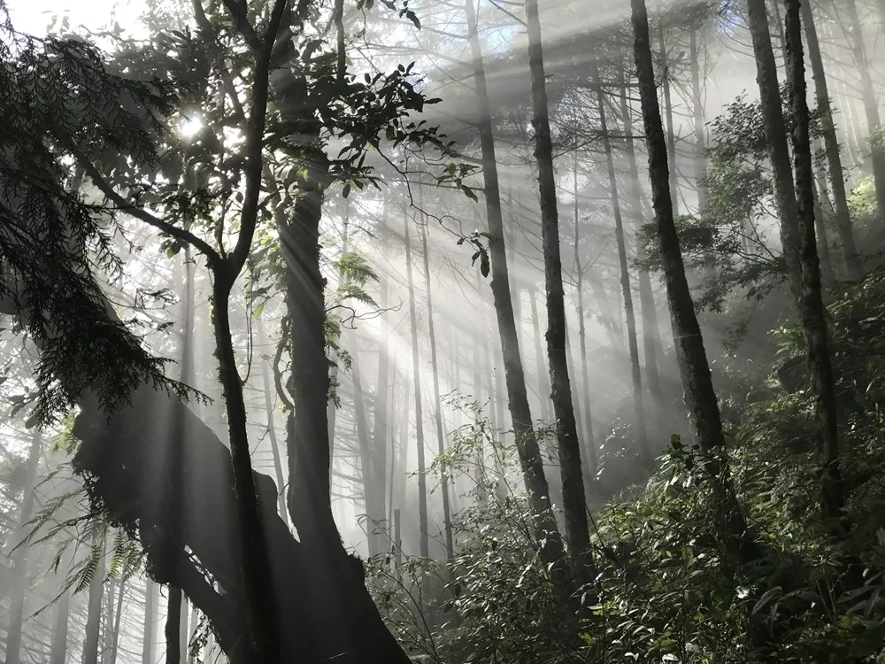 斯卡羅的背景為何？　清代伐木造船遭原住民奮力抵抗