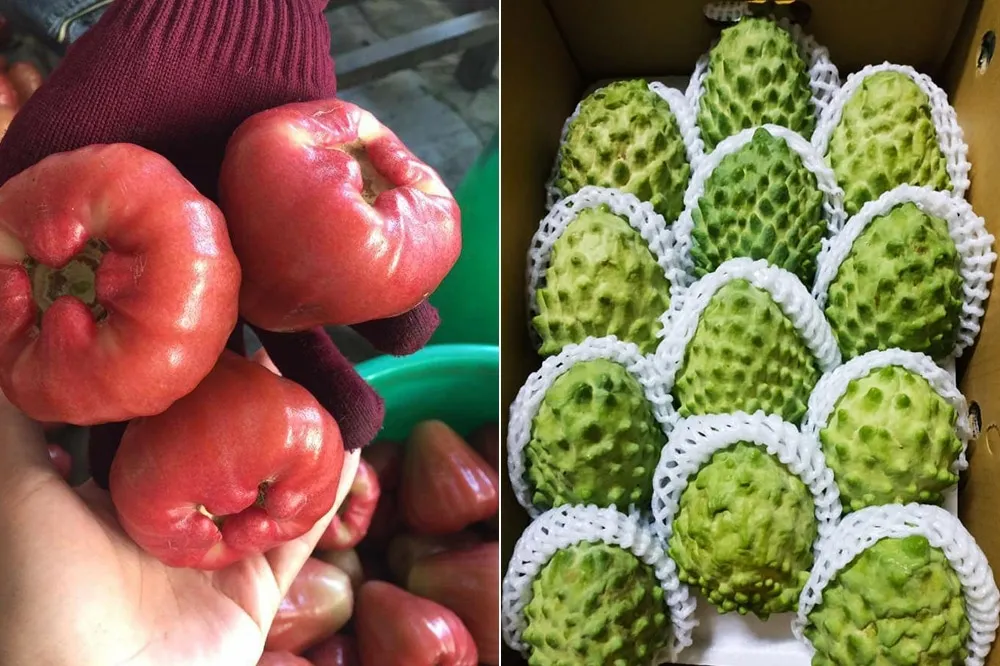 兩岸之間的有害生物是戰狼