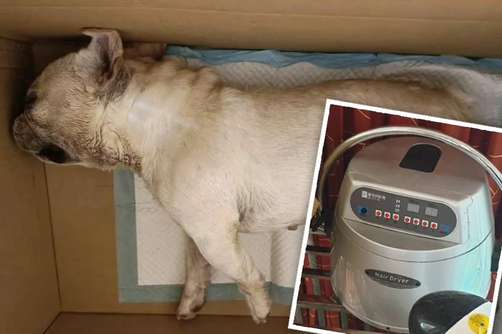 粗心害命！法國鬥牛犬放烘箱活活熱死　飼主挨罰1.5萬元