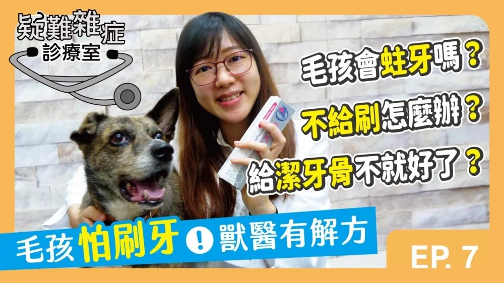 80%的3歲狗狗竟然都有牙齒問題！毛孩不給刷牙怎麼辦？
